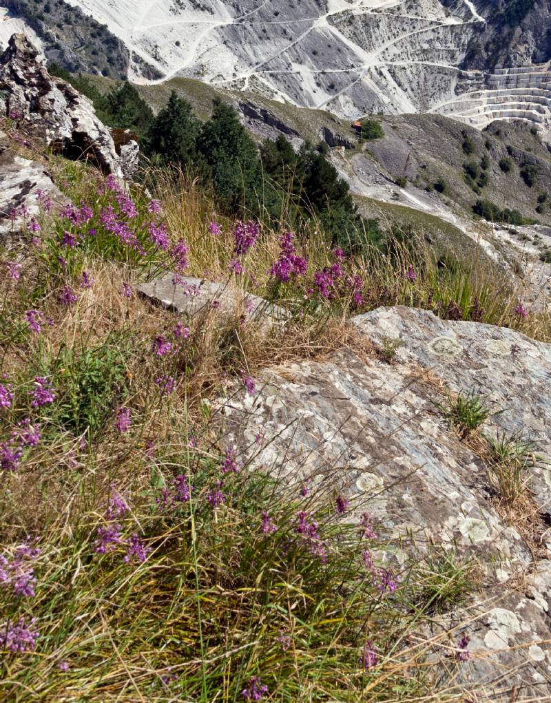 Fiore di Campo Cecina, MS - Allium coloratum